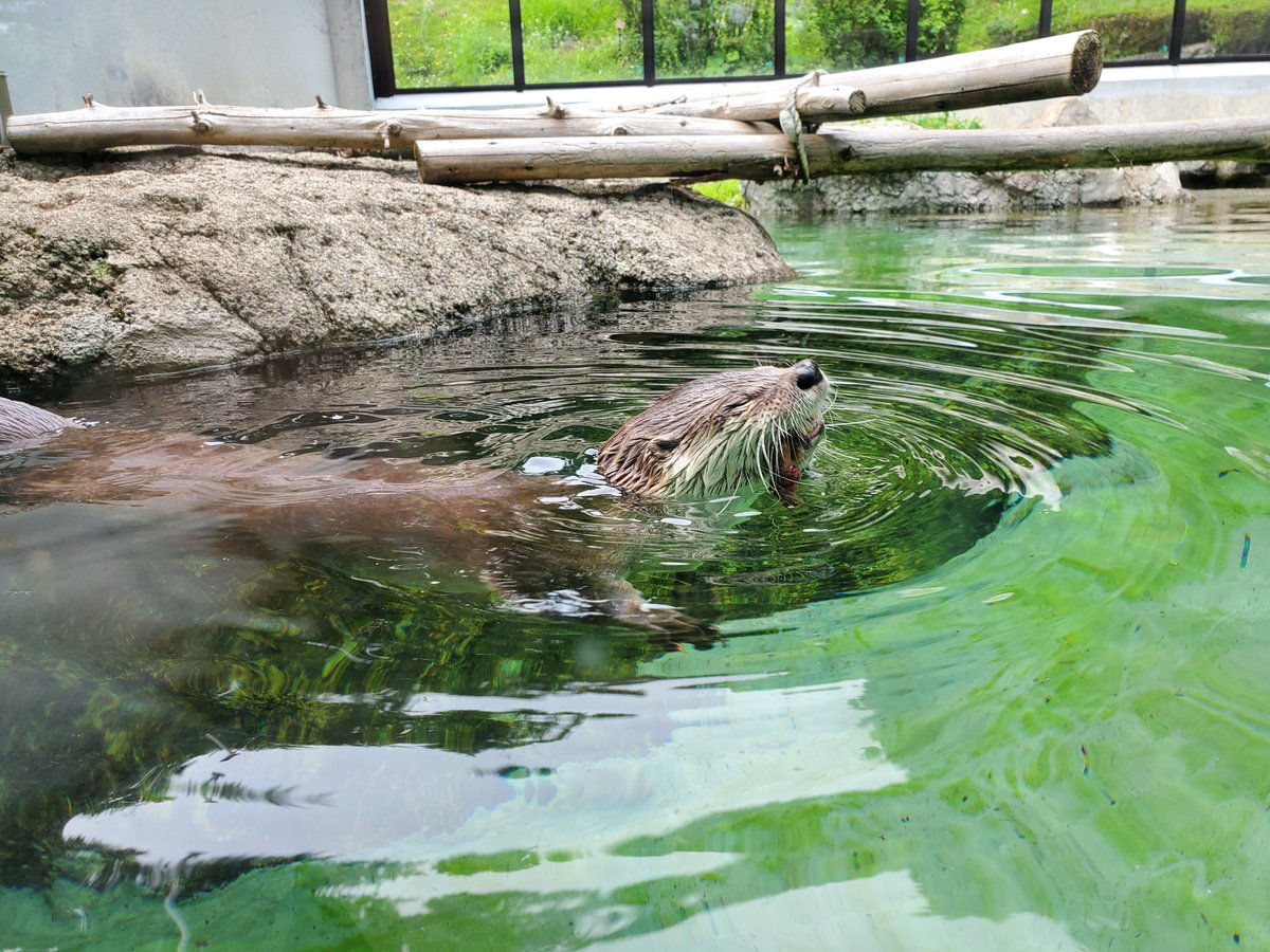 本日5月29日（水）は、「世界カワウソの日」です！ 「国際カワウソ保護基金」が、世界のカワウソが絶滅の危機に直面していることを知ってもらうために制定しました。世界のカワウソの現状を調べることも、カワウソ守ることにつながります。今日はぜひ、カワウソについて考えてみてはいかがでしょうか？