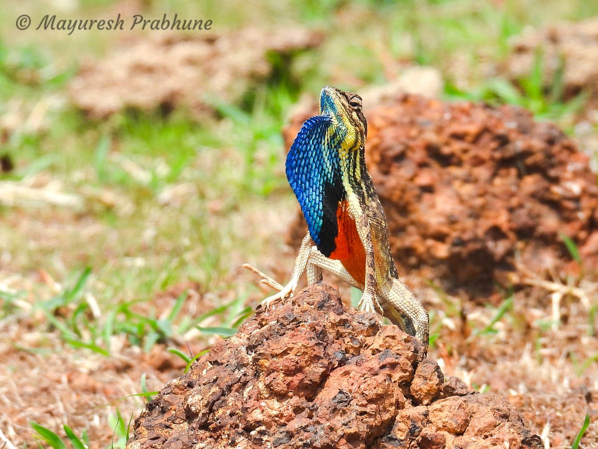 Center For Citizen Science tweet media