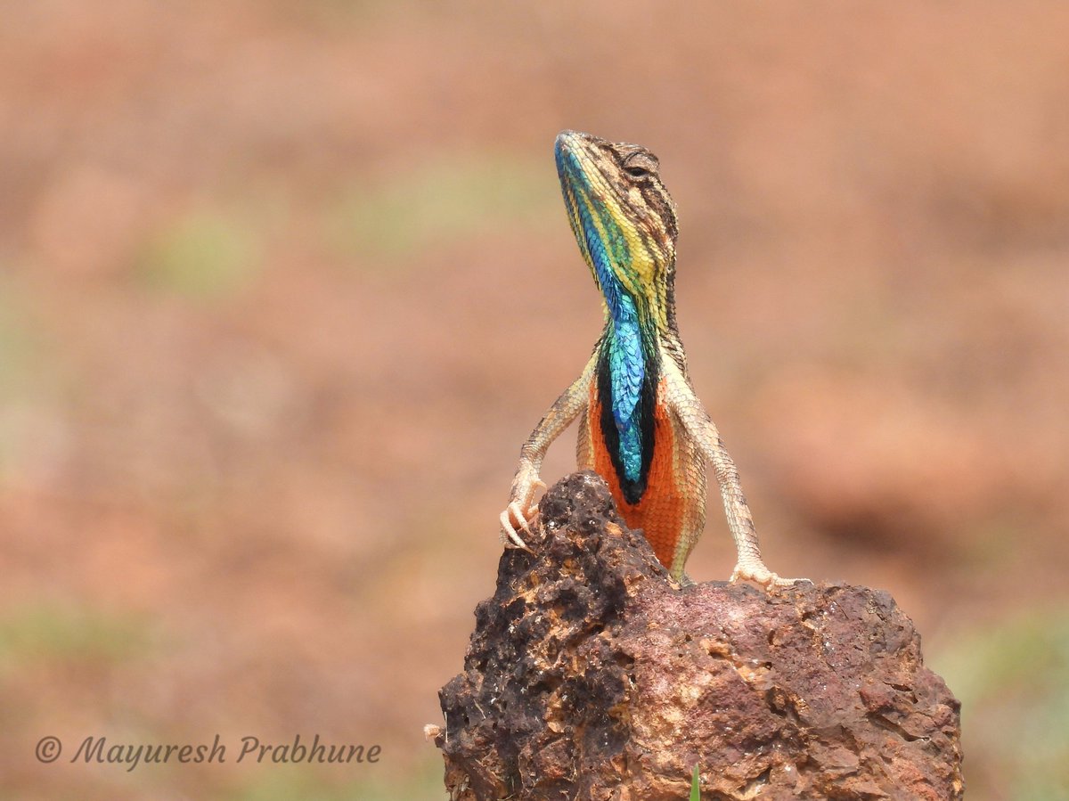 Center For Citizen Science tweet media
