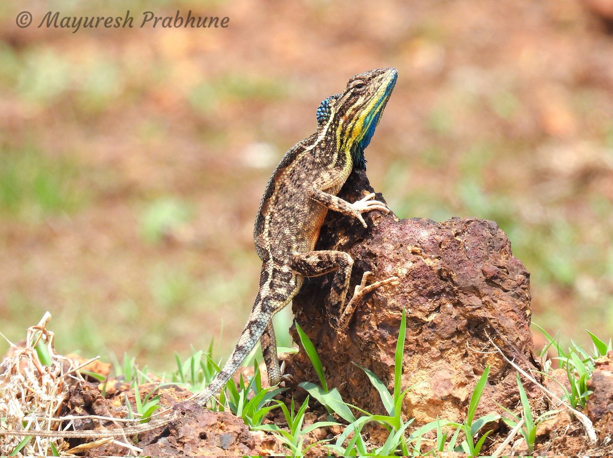 Center For Citizen Science tweet media