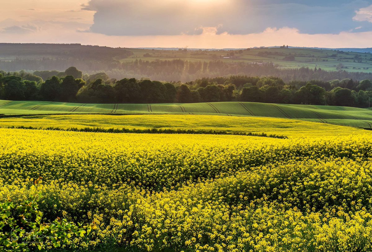 liamslandscapes's tweet image. A field of rapeseed taken in the late evening light near Newtownstewart in Co Tyrone @barrabest @angie_weather @WeatherCee @bbcniweather @WeatherAisling @Louise_utv @WeatherRTE #fieldsofgold