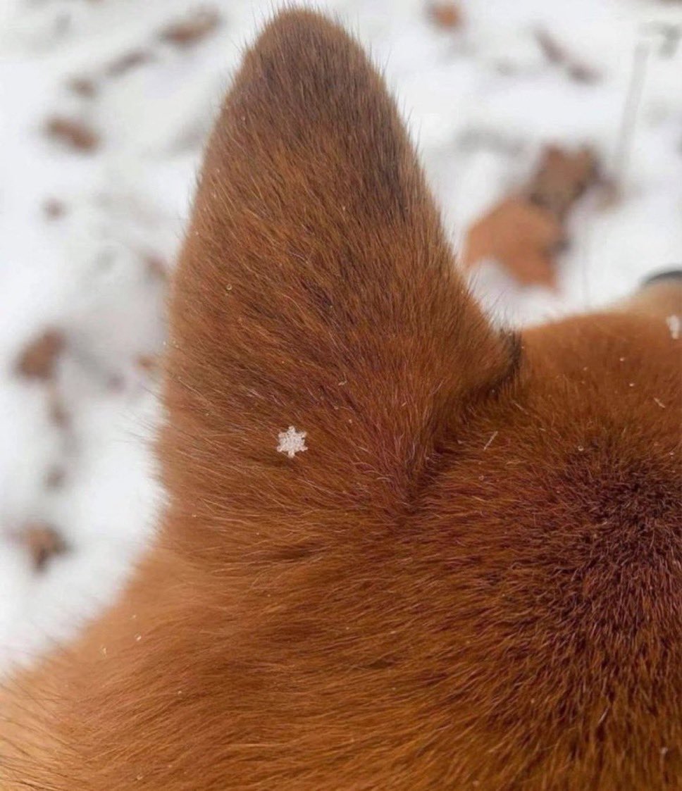 ワンコの耳の上に 奇跡的に乗った 一欠片の雪の結晶