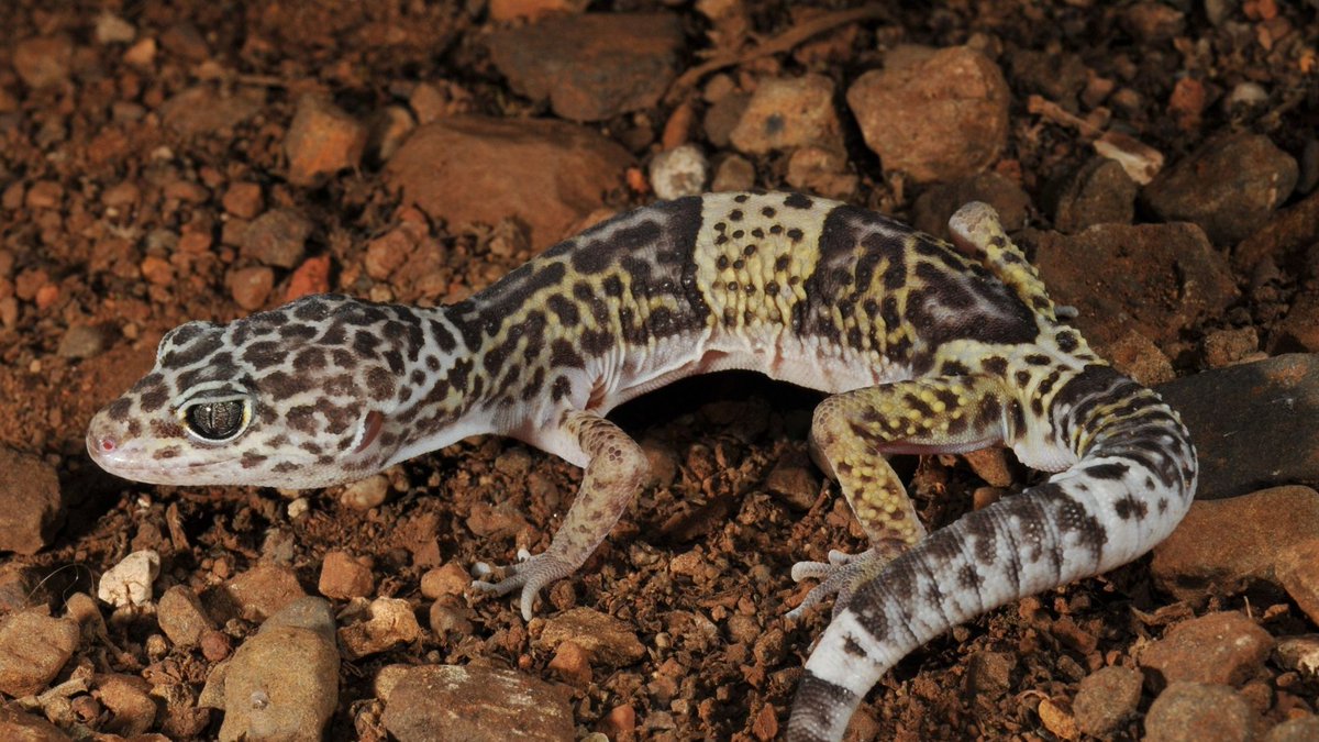 Leopard geckos (Eublepharis macularius) are captivating reptiles, beloved for their docile nature and striking appearance. 

Visit us: get2knowthis.com/how-long-do-le…

#LeopardGecko #ReptileLife #GeckoFacts