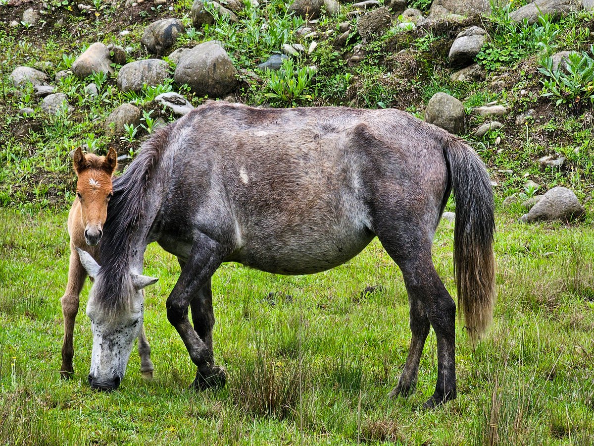 Everyday scenes from Mechukha -> A shy foal peeks out curiously from behind its grazing mother. Mechukha's grasslands are picturesque, but also a source of food for the animals who make it their home!
#Mechukha #mechukhatourism #arunachalpradesh #arunachalpradeshtourism