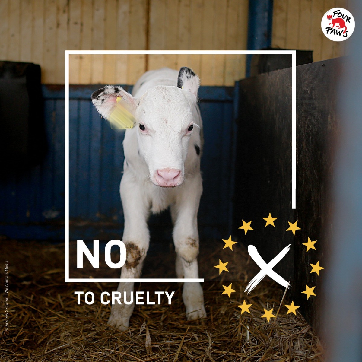 #StopTheTrucks 🚚 Did you know that the EU is one of the main transporters of calves🐮🍼? After being brutally loaded onto a truck🚚, the endless seemingly journey to death begins. #DoBetterForAnimals and sign our pledge➡️ four-paws.org/campaigns-topi…