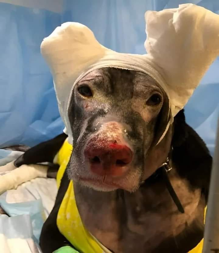 DogLovers03's tweet photo. He's going through a tough time, please send him some love 🙏🙏🙏. https://t.co/rHBDGnQJoA