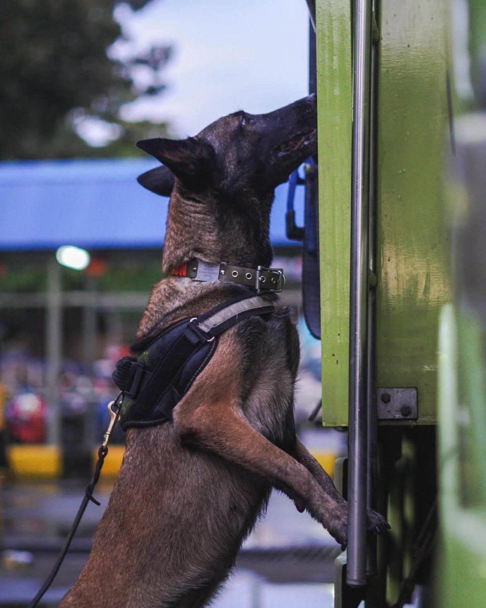 DogsScent's tweet photo. Wildlife detection dog Ivy &amp; Giselle. They are trained to detect the most endangered wildlife species from Indonesia.

Indonesia has the greatest biological diversity in Asia, with its emerald rainforests and impressive coral reefs. https://t.co/dNpbLtCNtN