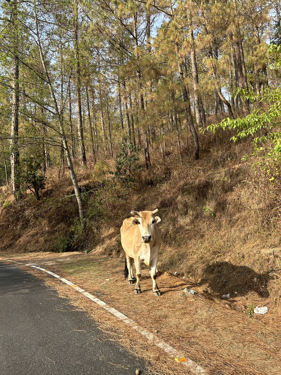 StoriesVilla's tweet photo. Three different moods of hills. Which one do you like the most?

#hills #hillstation #TravelGoals #travelblog #traveltheworld #holidays #summervacation #letsgo https://t.co/CVMsaAh96u