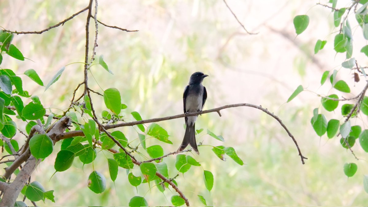 White bellied drongo #IndiAves #BBCWildlifePOTD #BirdsSeenIn2024 #birds #birding #wildlife #naturephotographyday #TwitterNatureCommunity #birdphotography #photooftheday @NatGeoIndia @NatureIn_Focus