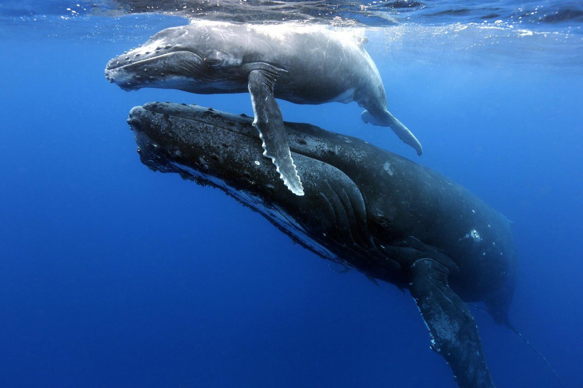 For our marine lovers along the coast, we are helping our partners at ORRCA recruit volunteers to join the 2024 ORRCA Whale Census Day on Saturday 30th June! 🐋 

Simply pick a favourite headland and register for the event to log your location. The ORRCA team will email you the