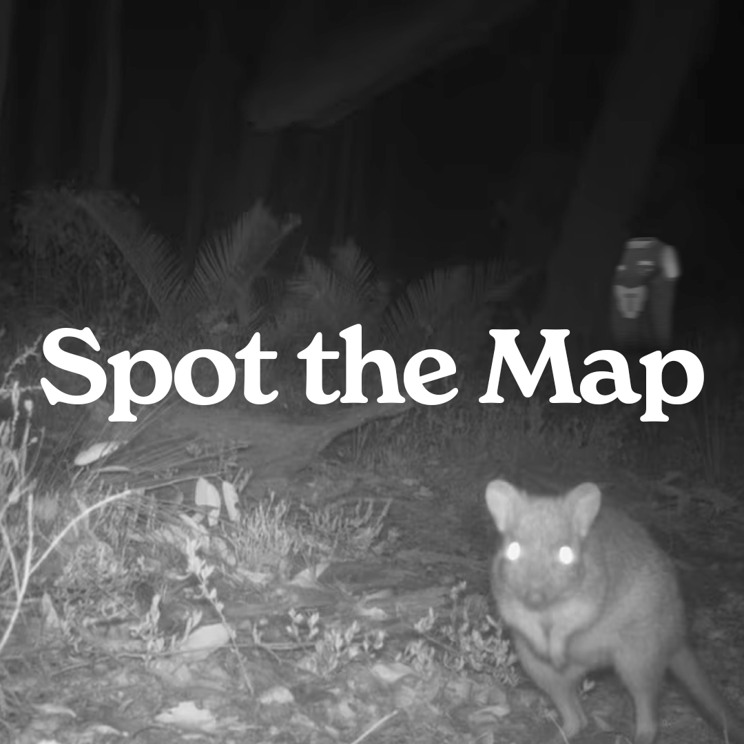 FC_Tasmania's tweet photo. โMappus mappusโ season is upon us. As native Foundation Jumpers roam in the wild, we want you to tag us in any sightings. Weโll feature the best, including on our website.
#teamdevils https://t.co/rxQNKRTcHo