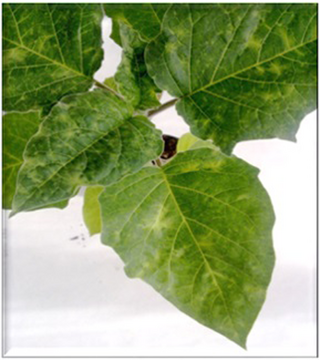 #OurNewPaper in PLoS ONE: A new point mutation in the HC-Pro of potato virus Y is involved in tobacco vein necrosis. #PlantPathology #Virology Collaboration with institute for sustainable plant protection of the national research council 🇮🇹
 ➡️doi.org/10.1371/journa…