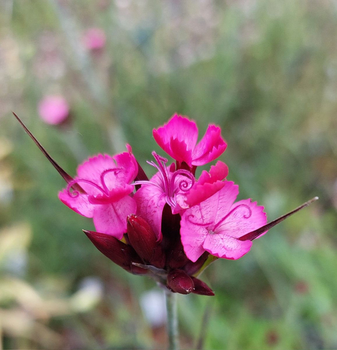PlantPref's tweet photo. Bright points of colour starting to appear with the first flowers on Dianthus carthusianorum. Perennial and fairly tall to 80-90cm or so. Great with grasses.

#dianthus #dianthuscarthusianorum #meadow #peatfree #mailorderplants #plantsforsale https://t.co/kCrStNzOvc
