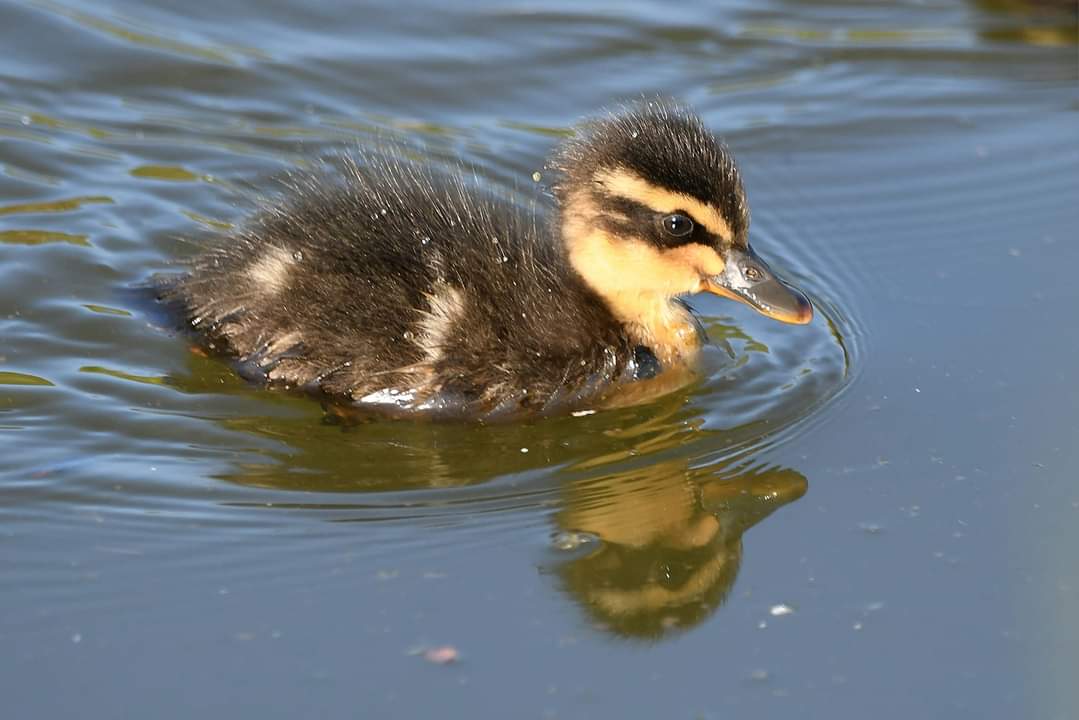 Mallard duckling Bude Cornwall 〓〓 #wildlife #nature #lovebude #bude #Cornwall #Kernow #wildlifephotography #birdwatching #BirdsOfTwitter #TwitterNatureCommunity #Duckling #Mallard