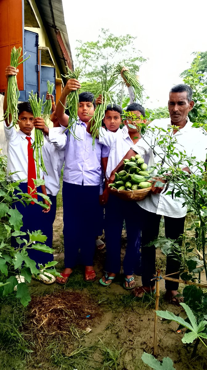 The Balikuchi MV School in the Nalbari district has successfully cultivated a vibrant kitchen garden, producing an impressive harvest of ridge gourd, long beans, okra etc. We encourage other schools to adopt similar initiatives. #kitchengarden #assamschools