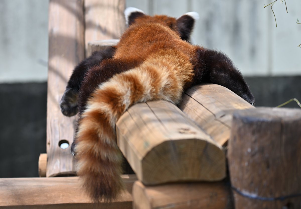 本日はけつようび
#釧路市動物園
#レッサーパンダ