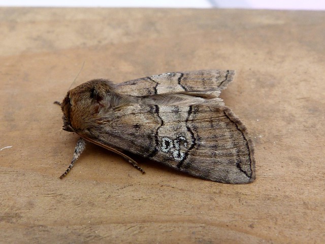 Lime Hawk-moth and Figure of Eighty from the MV in Belper over the weekend. @DerwentBirder @CliveAshton5 @Mightychub @DanielCMartin1 @SpinneyBirder @DaNES_Insects #teammoth