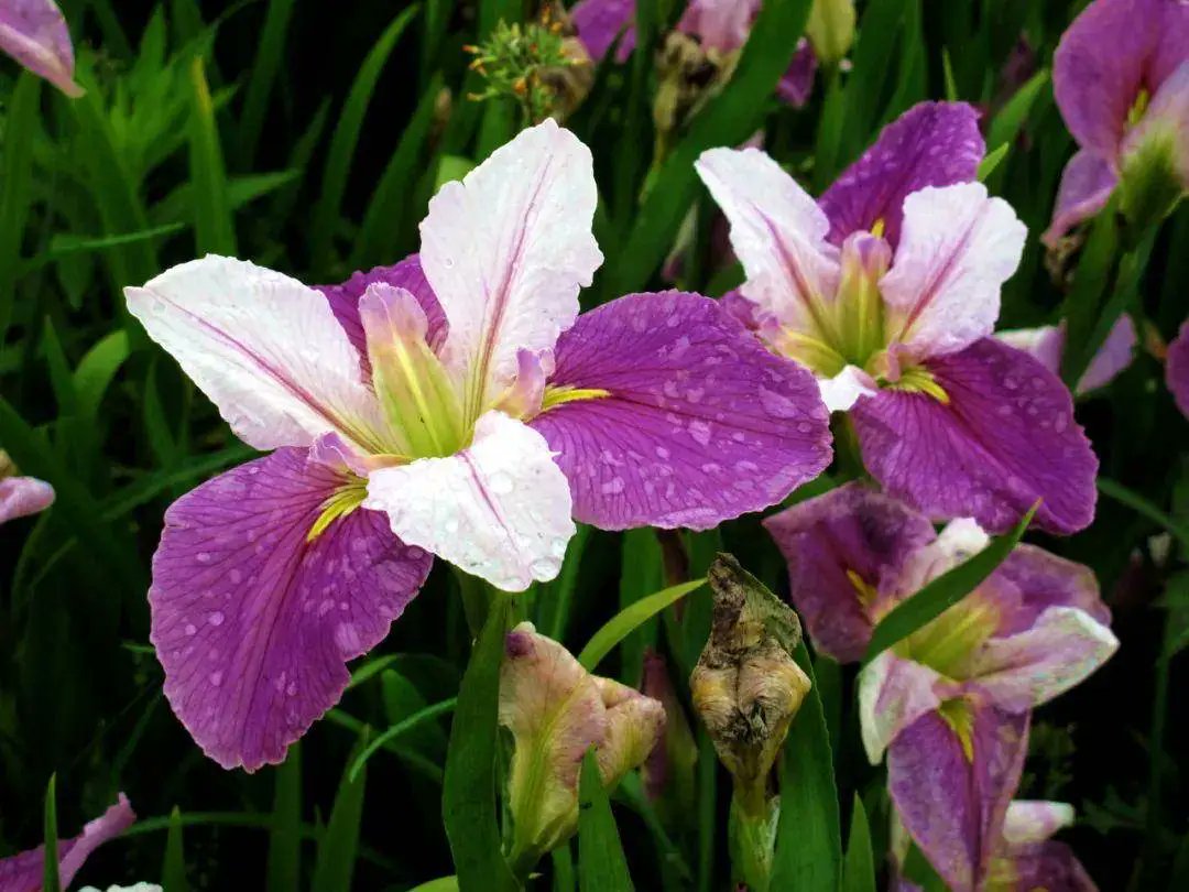 Experience the breathtaking peak blooming period of colorful #irises at Nantong Intercontinental Fantasy Island this early summer. The fresh hues beautifully dot the riverside and woodland, adding a unique charm to the season. #LivableTongzhou