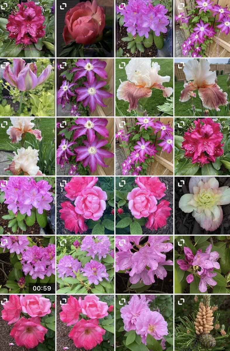 #MagentaMonday #Flowers from #Garden Thought this might be fun to do. I’ve done this before, I’ve taken a screenshot of the latest pics on my cell phone. Couldn’t decide which #Magenta or #Pink picture to share, so I decided to share all of them! #Love #Peace & #Hope you like it.