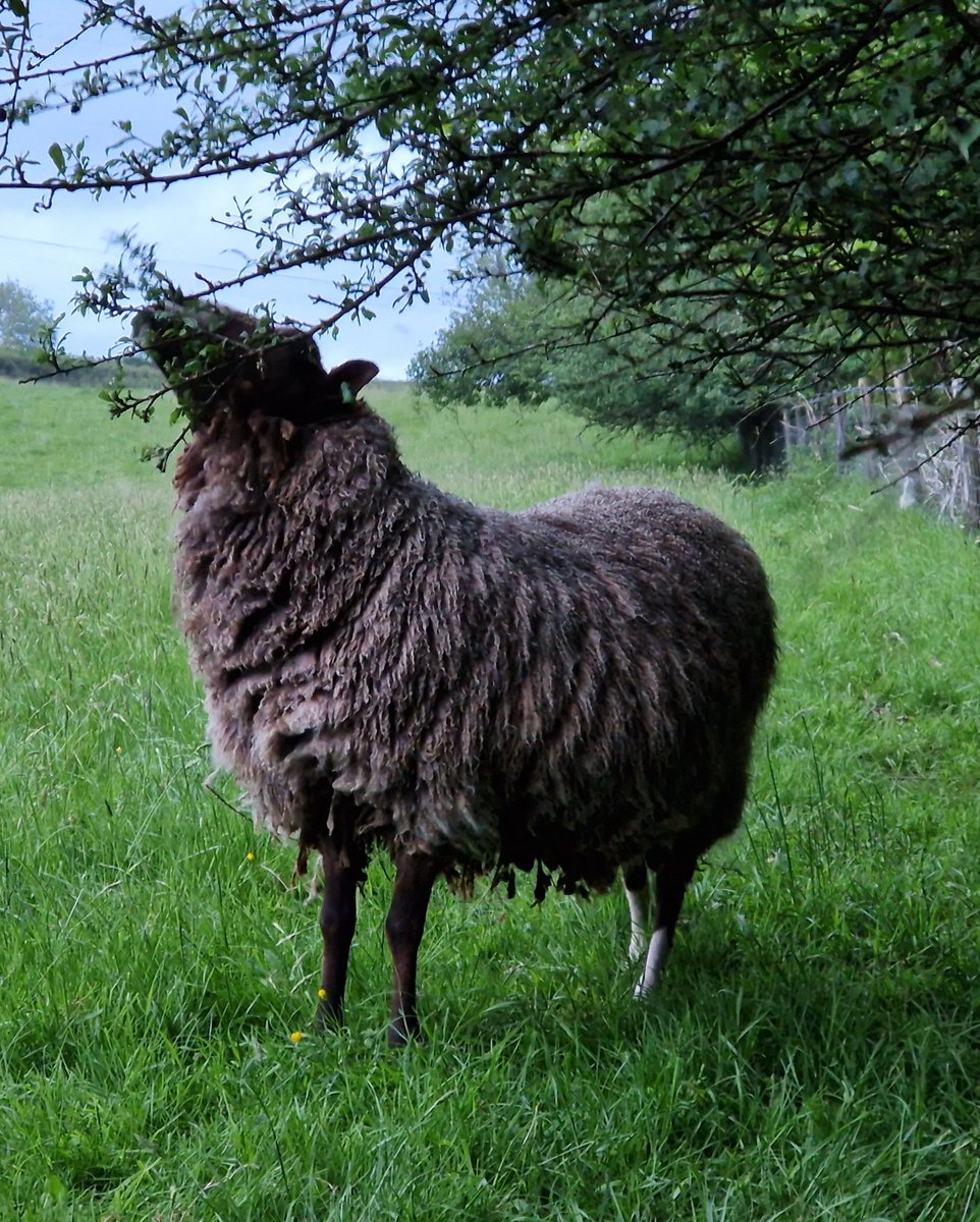 Mr Darcy found a tasty treat whilst sheltering from the rain 🌧 🌿

#animalsanctuary #sheep365 #sheep #shetlandsheep #nonprofit #amazonwishlist #animallovers #foreverhome 

woollypatchworksheepsanctuary.uk