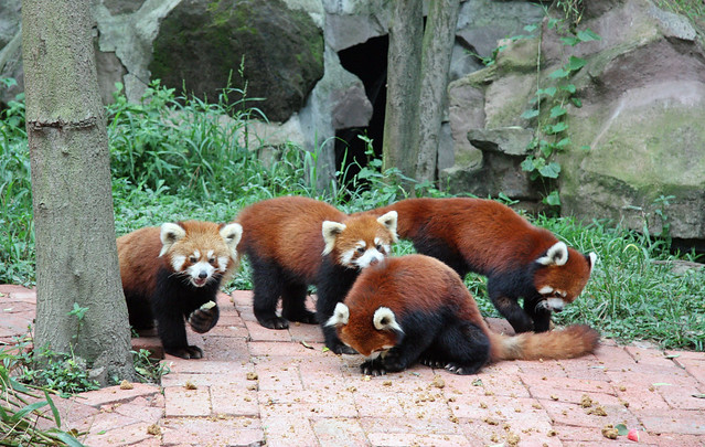 Red Panda Every Hour! (@RedPandaEveryHr) on Twitter photo 2024-05-27 06:46:48