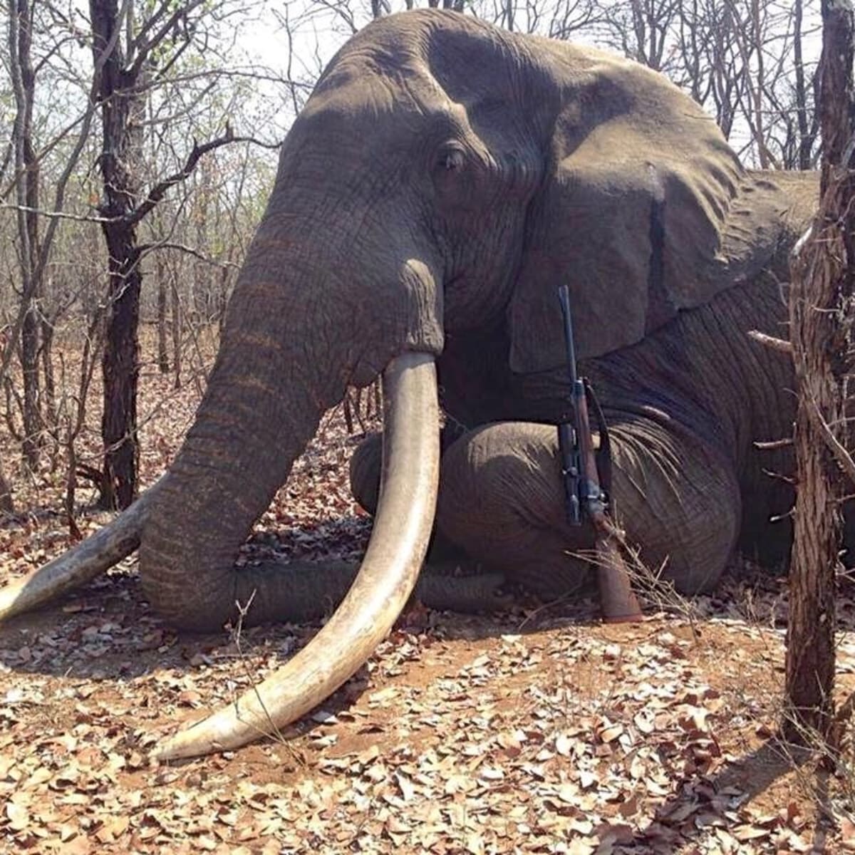 Big tusks on an Elephant indicate well-being & high-quality genes Elephants with big tusks are also the target of trophy hunters, but removing those genes from their populations could lead to a quicker extinction.
