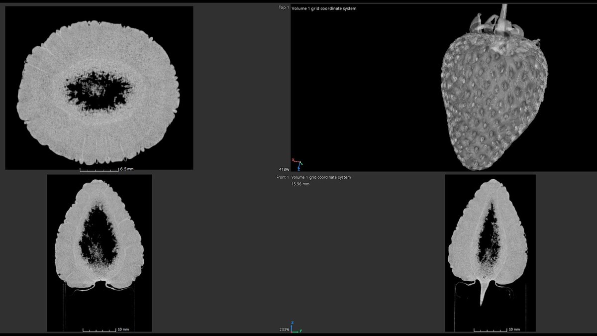 We scanned a strawberry.
#xsightxray #nikonmetrology #microct #xray #industrialxray #xrayinspection #computedtomogrophy #industrialtomography #inspectionservices #3dscanning #ndt #ctscan #xrayct #qualityassurance #3drendering #industrialctscanning