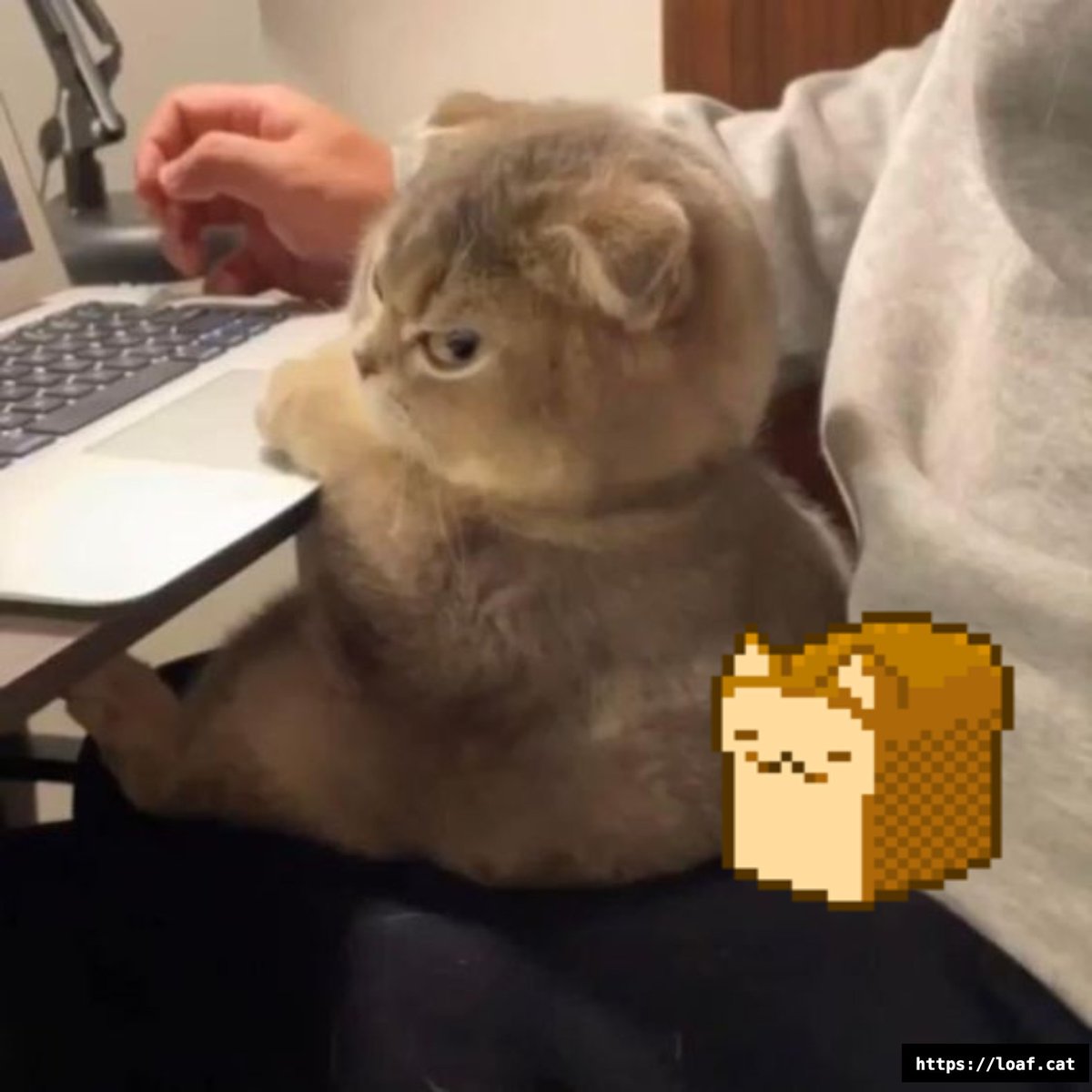 LoafCatHQ's tweet photo. Do not disturb $LOAF while trying to educate humans how to buy 

$SOL $LOAF #memecoins https://t.co/JNAXxiwxe4