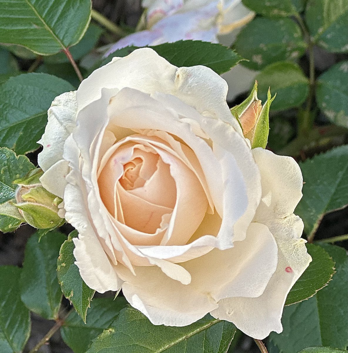 Meine Rosen, die heißt Roy Black 😂 #musiknick