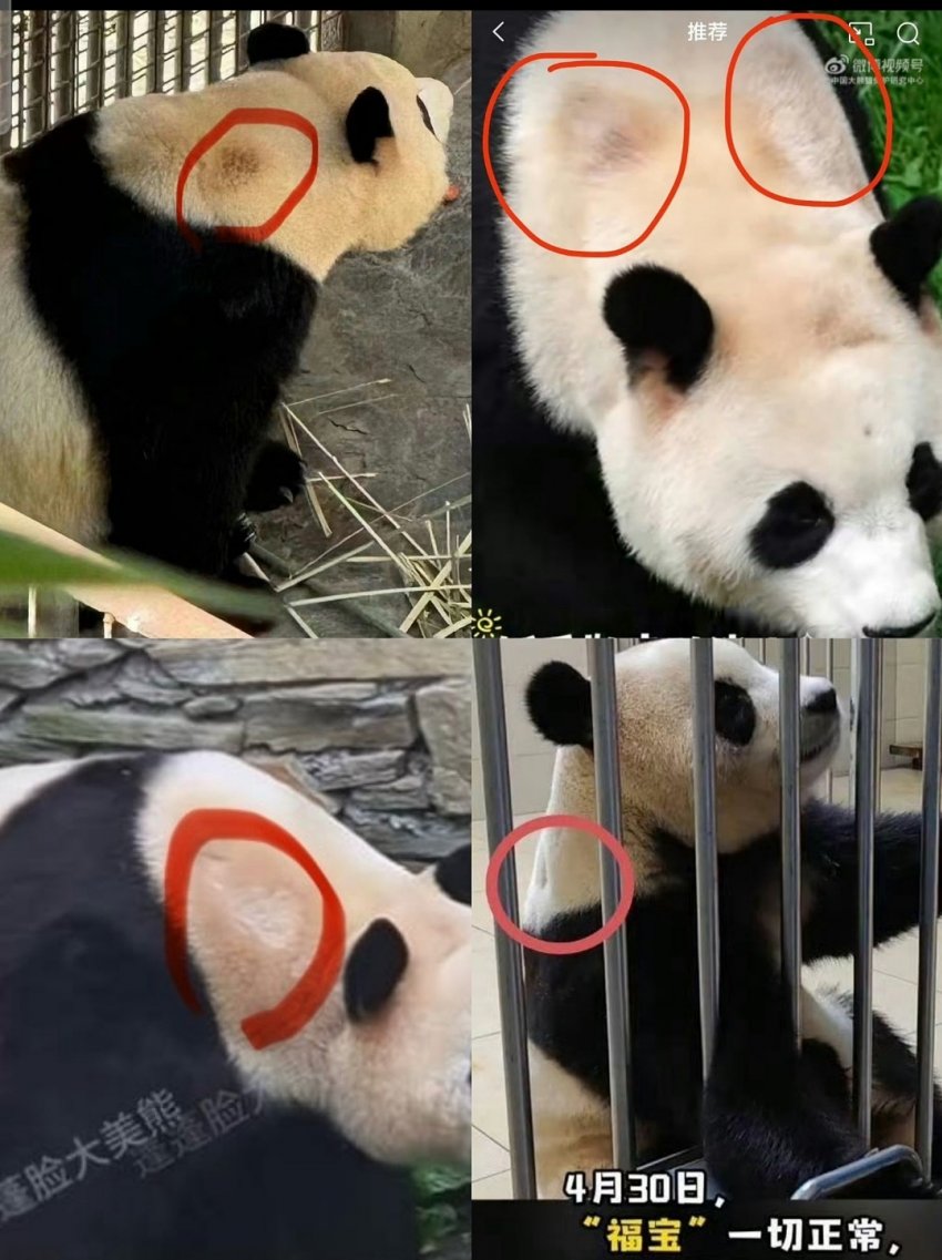 Fubao is a giant panda born in Korea in 2020. It’s been less than 2 months after she was sent to China and her health conditions appears to ha ve been deteriorated rapidly. There are signs and marks of unexplained hair loss and we need to know what is happening. #savefubao