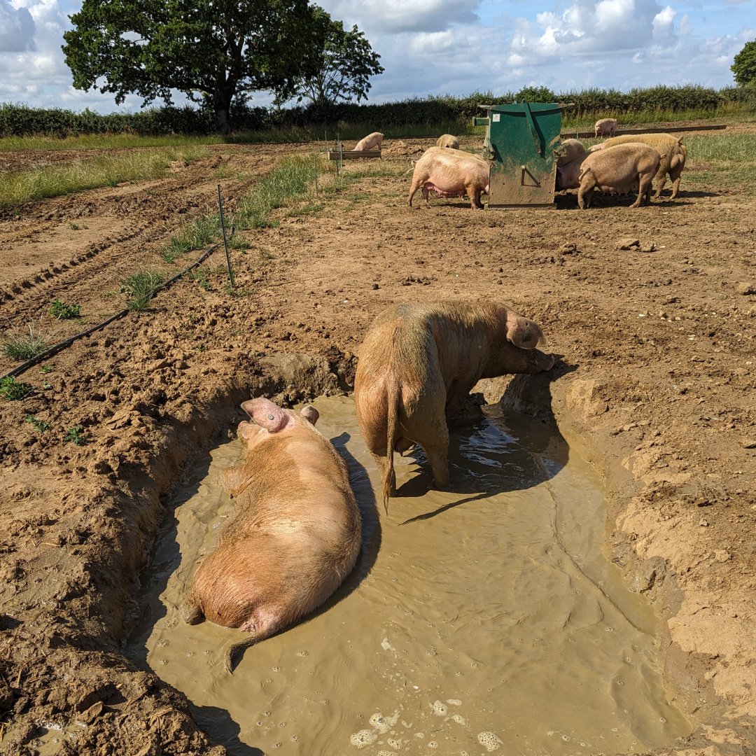 Did you know that pigs have their own natural 'sun-oinkment' to protect themselves from the summer rays? 🐽☀️ Learn all about the amazing benefits of mud wallowing and how it plays a crucial role in keeping pigs cool and protected in our latest blog: bit.ly/3yAFPmo