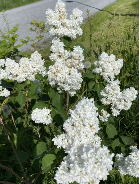LivSERin's tweet photo. min vidunderlig vakre hvite #syrin - kan du kjenne den himmelske duften? โค๏ธ https://t.co/F7zZEhikTi