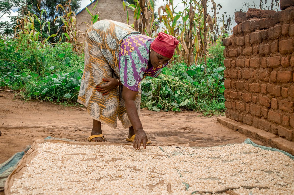Women farmers are thrilled with this year's bountiful harvest. 🌧️ Their hard work has paid off, with ample food and improved incomes. We celebrate their dedication and resilience. 👏🌱 
@TriasEastAfrica @mfugaji
#WomenFarmers #Agriculture #BetterFarming #Resilience #mviwama