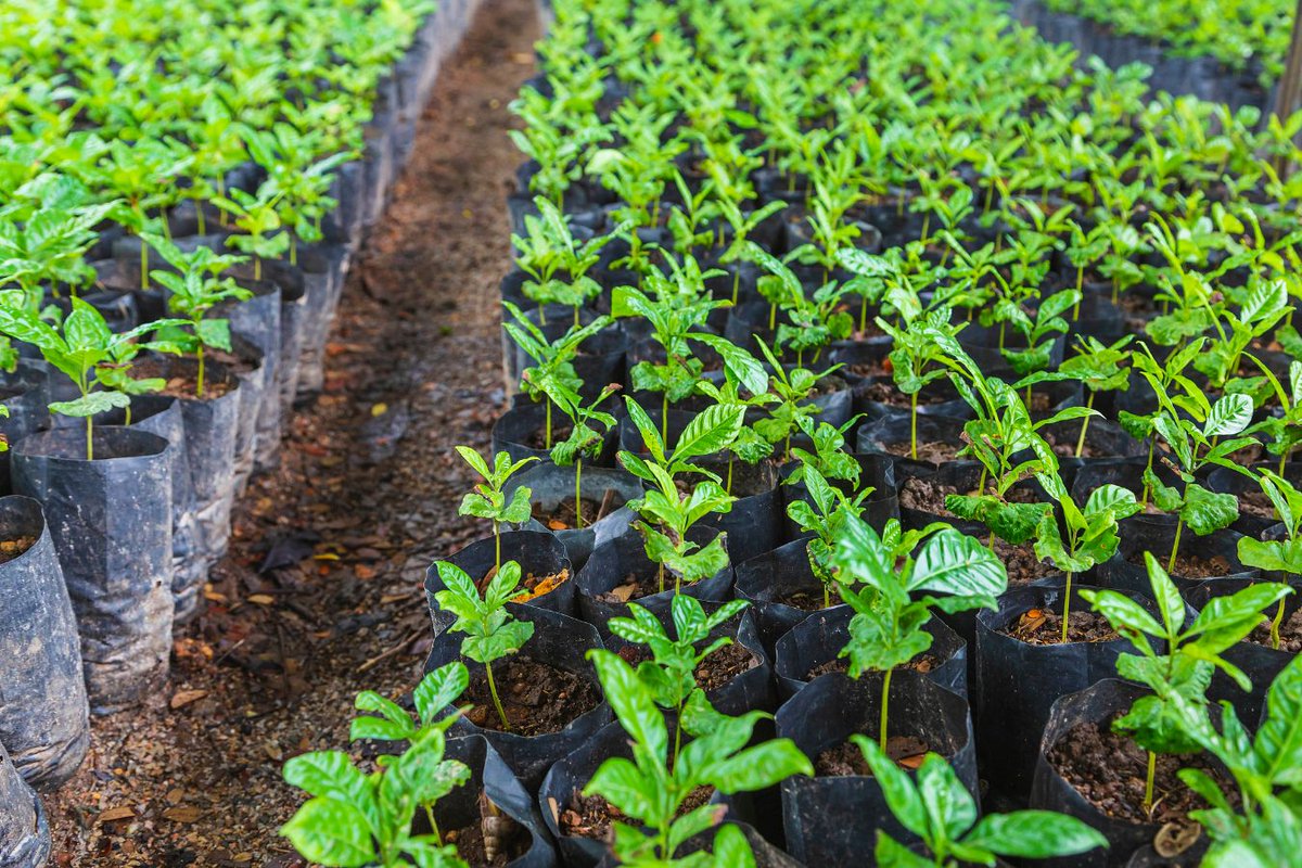 hansoncoffees's tweet photo. sustainable farming practices.
.
.
.
#coffee #specialtycoffee #ethiopiancoffee #coffeetime #coffeelover #coffeeproducer #coffeeexporter #coffeeproduction
#coffeebreak #coffeebean #hansoncoffees https://t.co/SmmKzKM06g
