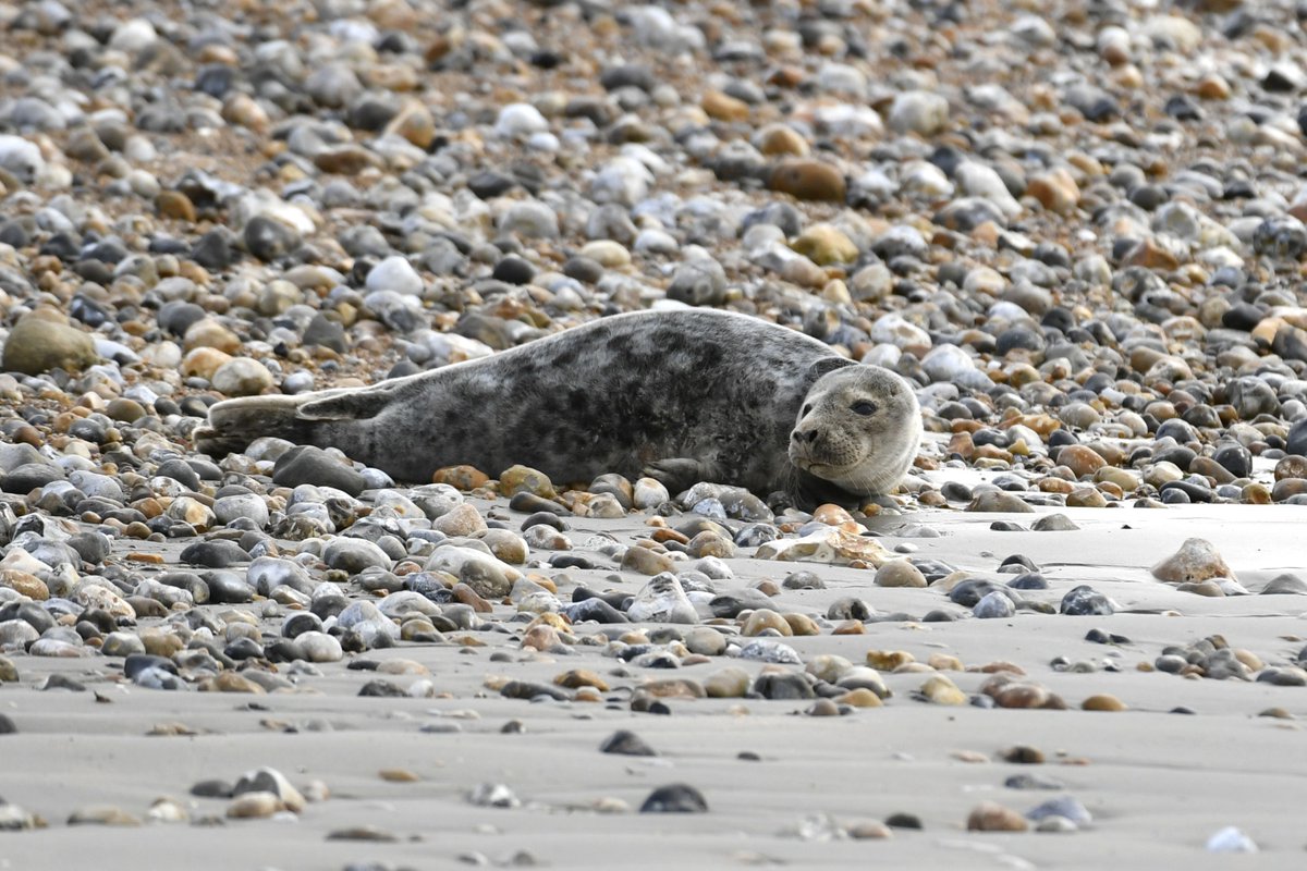 A seal on the beach at Selsey Bill this morning. Photos taken from a distance with a telephoto lens.