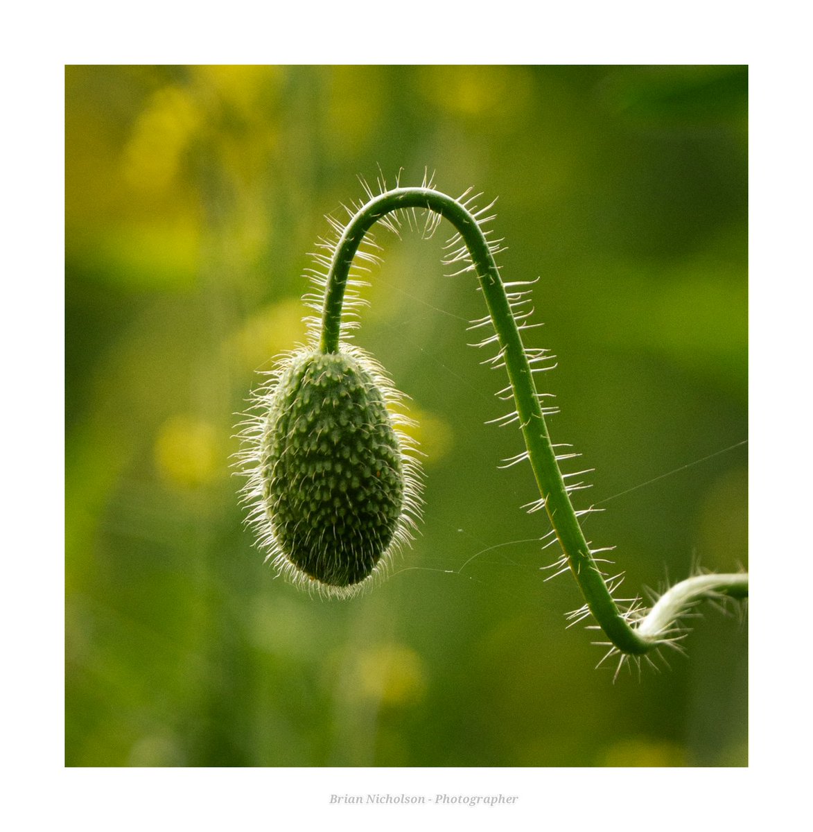 A beautiful backlit poppy head on the edge of a rapeseed field.

#fsprintmonday
#sharemondays 
#poppy 
#nature
#naturephotography