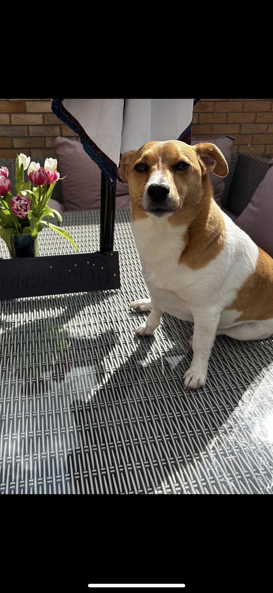 Breakfast alfresco anyone ? It’s 🥓🥓🥓! And there’s flowers if you’re still hungry 😂😂🥰🥰🥰😂😎😎