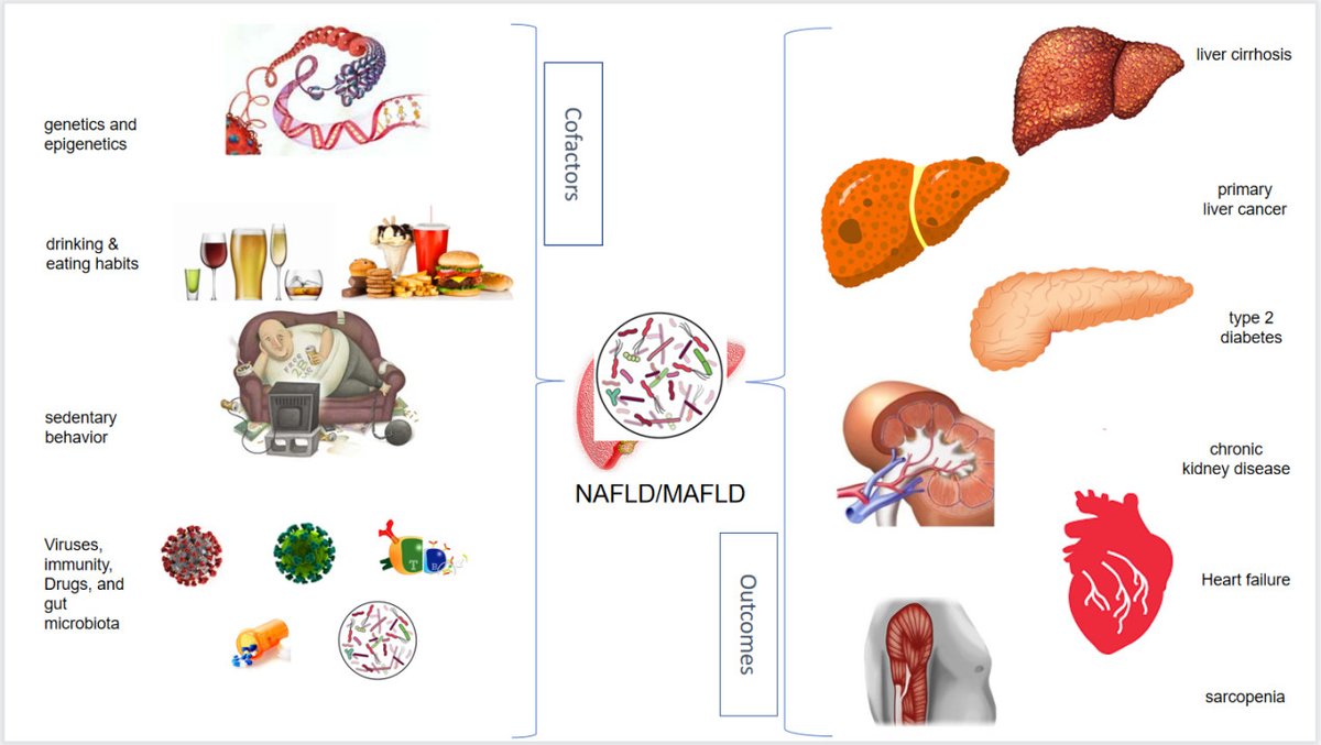 Unveiling the intricate dance between cofactors and #NAFLD/#NASH, now #MAFLD. 🧬 Understanding how genetics, lifestyle 🥦, and immunity 🛡️ shape outcomes is key to personalized treatment strategies. #LiverHealth #MetabolicSyndrome
Full article: oaepublish.com/articles/mtod.…