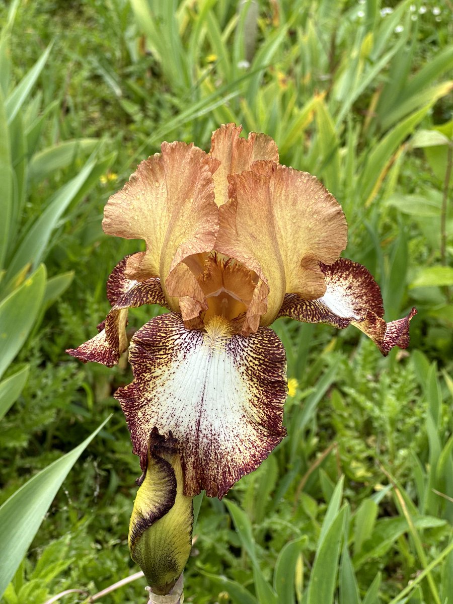 TB Iris ‘Siva Siva’ as seen in the background of a recent post! #tallbeardediris #sivasiva #beardedirises #irises #irislove #iris #grownnotflown #lincolnshire #plantnursery #seagatenurseries