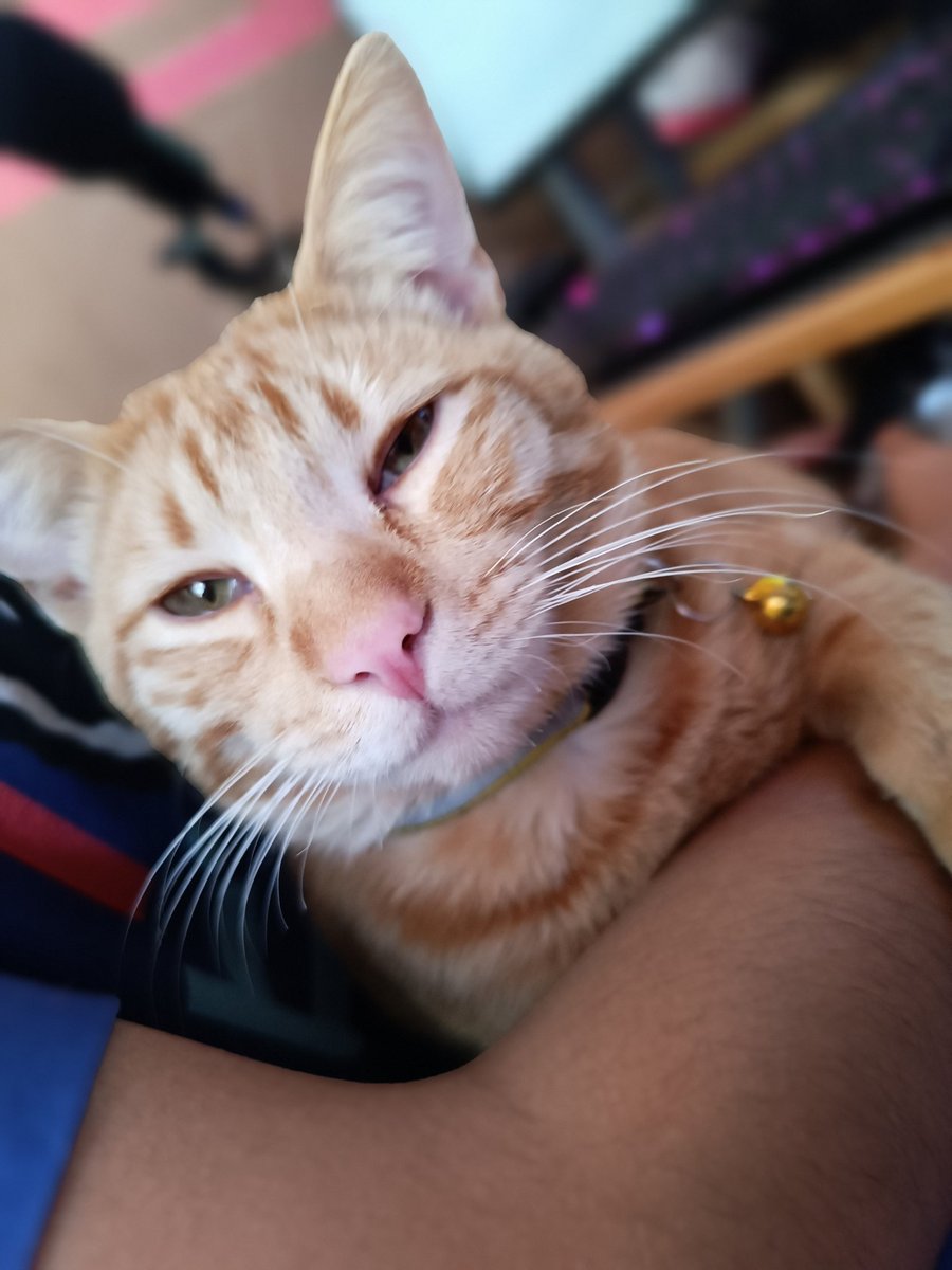 775Menma's tweet photo. @PostsOfCats Pedrito ❤️ https://t.co/EQIrFWFUio