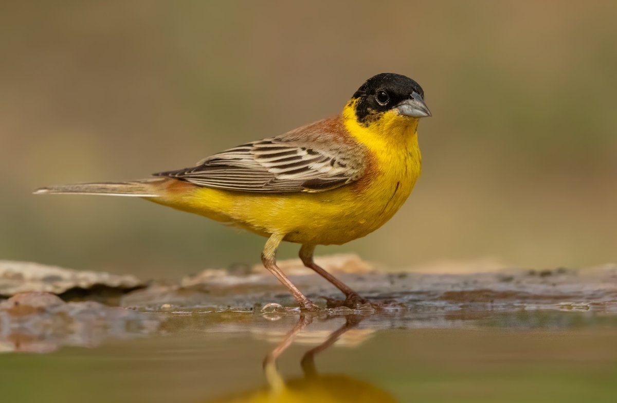 Black headed Bunting was a welcome sight as we only seen two of them. This one drinking around the hotel garden in Dobrudja.