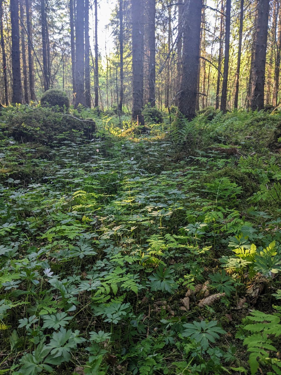 DanielleCreek tweet media