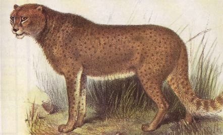 Woolly cheetahs are a possibly species of cheetah known for having thicker woolly fur and a larger body in comparison with known cheetahs. Discussions about the cryptid date back to 1877, though scientists were skeptical that it was a new species and not just an unusual cheetah