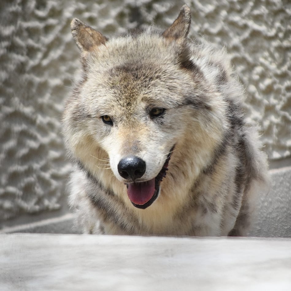 ショウこれから先も元気でいてね🐺💕