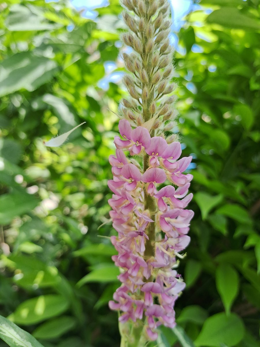 0_x___n's tweet photo. Nengraakush flower 🪻 https://t.co/15FTLcrwj8