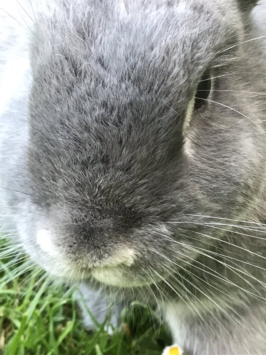 rocky_mikey's tweet photo. Hoppie uk banks holiday evrybun
#rabbits #pets #rabbitsoftwitter #bunob https://t.co/CSyeddeSso