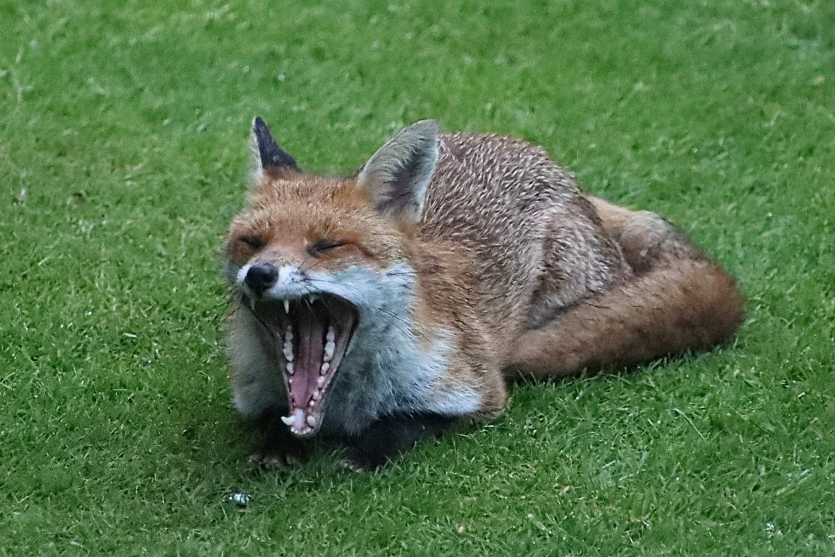 Last night in a Sheffield garden a relaxed looking young fox yawns to reveal a fine set of gnashers. #FoxOfTheDay