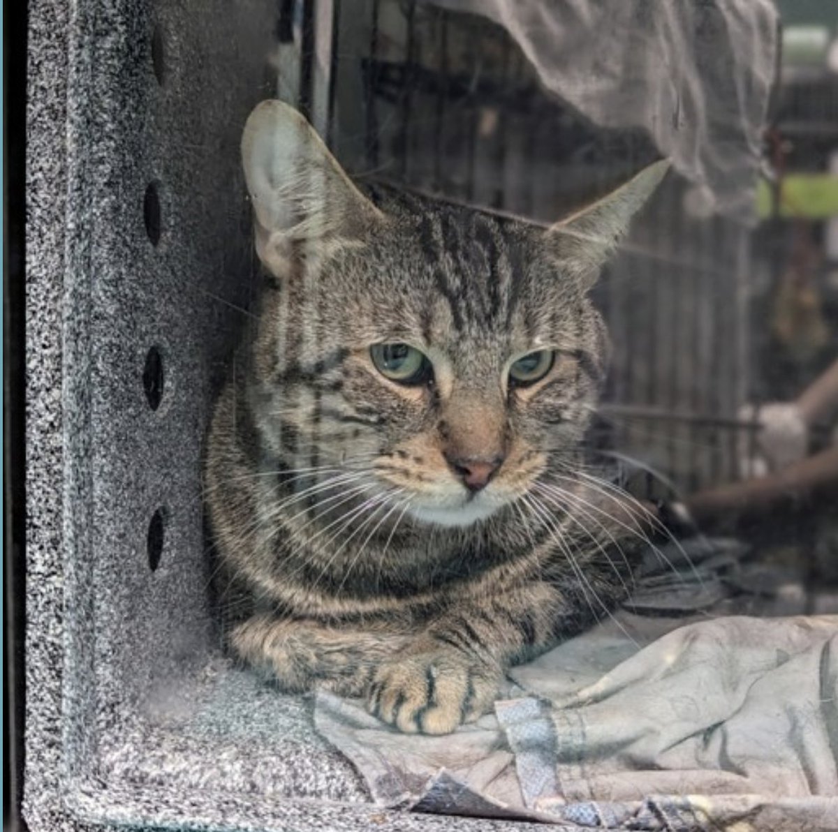 🆘🆘 For Tiger 3 yo in Brooklyn ACC 🆘🆘 First time on Emergency Placement List 🔥 Since 42 days in shelter 💔😿 TIGER NEEDS AN EXPERIENCED ADOPTER or FOSTER - 'Owner surrender on 4/17, on a DOH hold due to previous bite. His owner stated that he attacked her for unknown