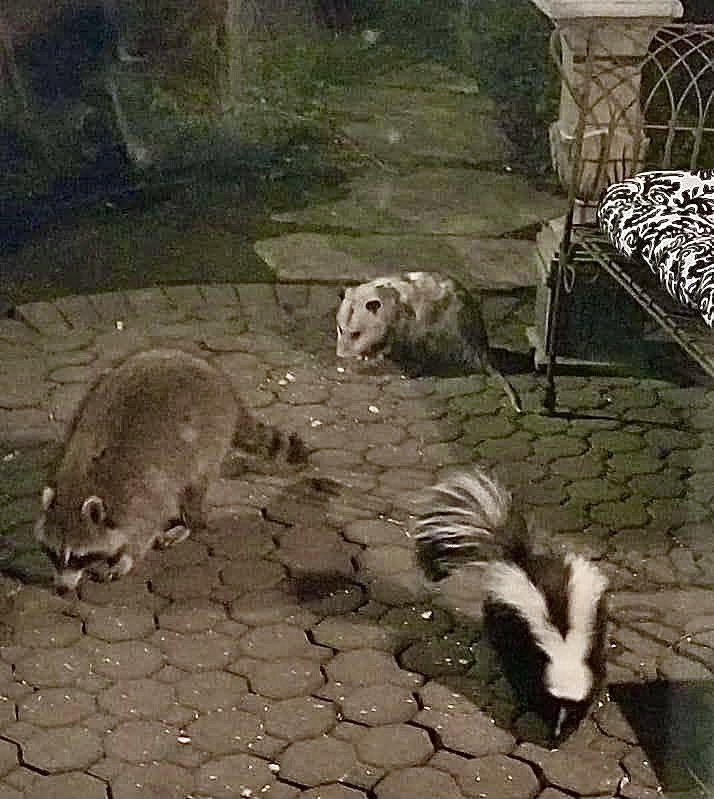 raccoonhourly's tweet image. 