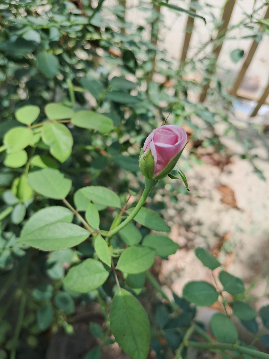 0_x___n's tweet photo. Flowers 💐🌹 https://t.co/jO376SZoGT